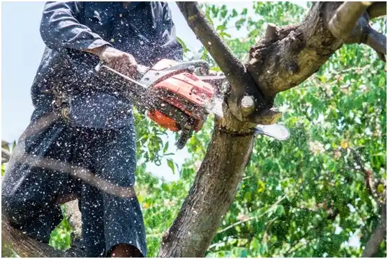 tree services Central Park